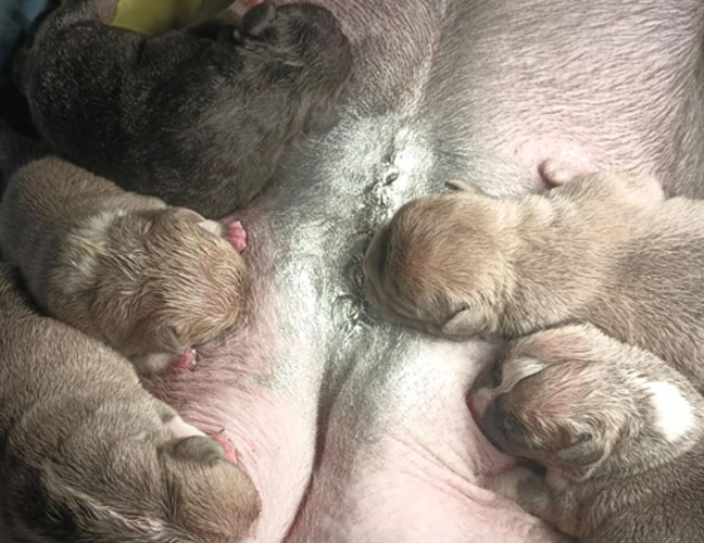 F.T.B Puppies