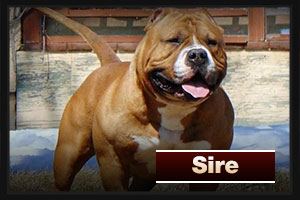 Sire - Little Magoo