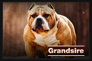 Grandsire - CH. Magoo